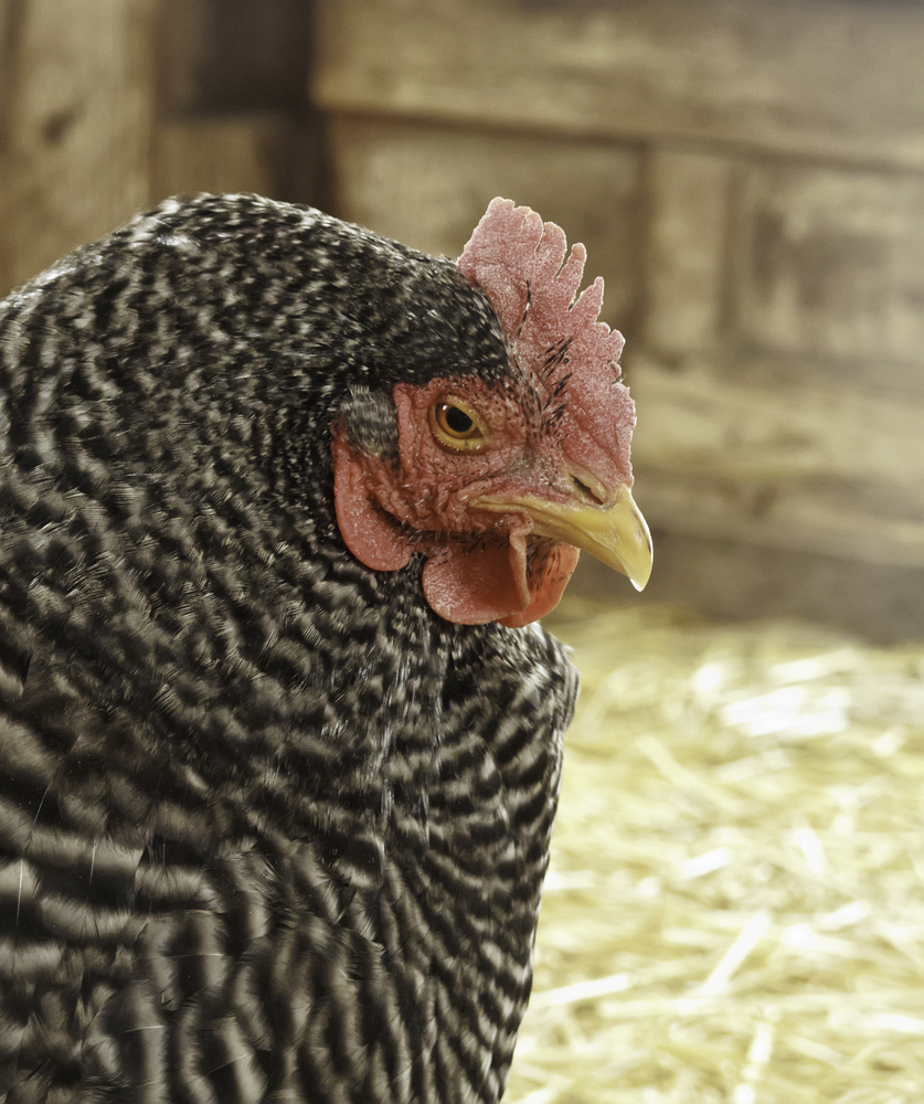 sales chickens